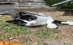 Mixed Breed cats for sale: Mixbreed kittens.  - Image 20