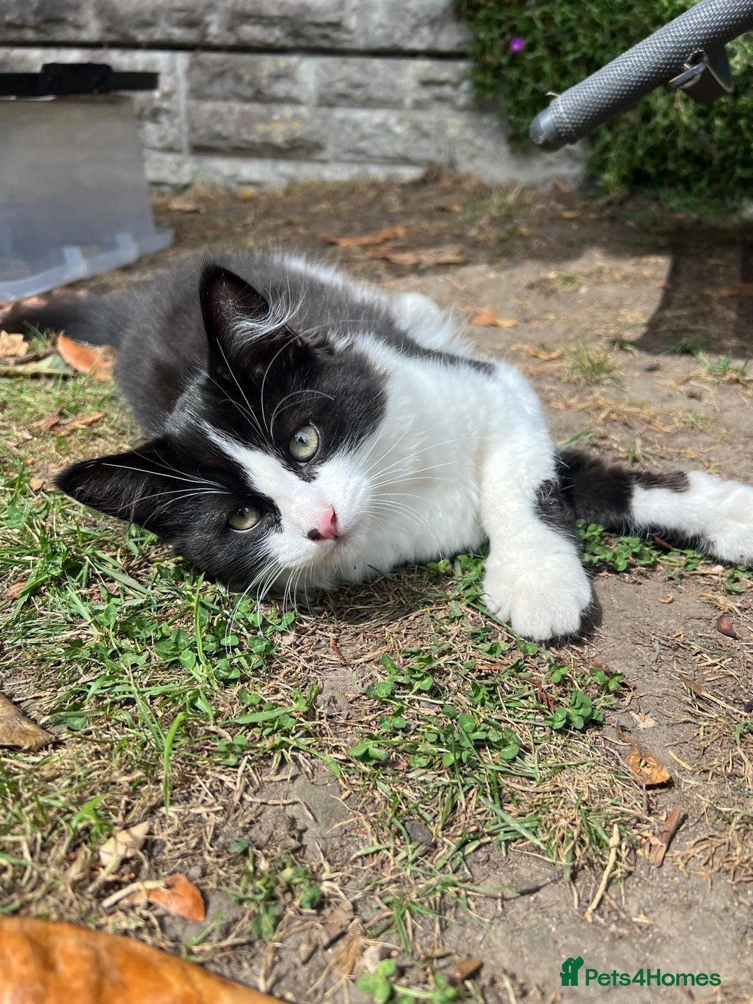 Mixed Breed cats for sale: Mixbreed kittens.  - Image 20
