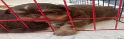 Shih Tzu dogs for sale: Shitzu puppies  - Advert 12