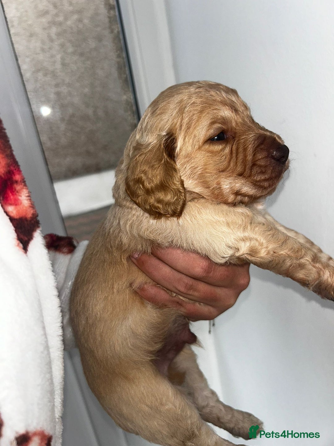 Cockapoo dogs for sale: Beautiful cockerpoo puppies  - Image 20