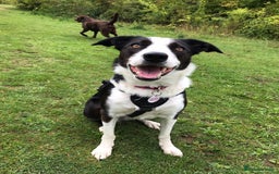 Border Collie dogs for sale: Sad rehome due to change in circumstances  - Image 8