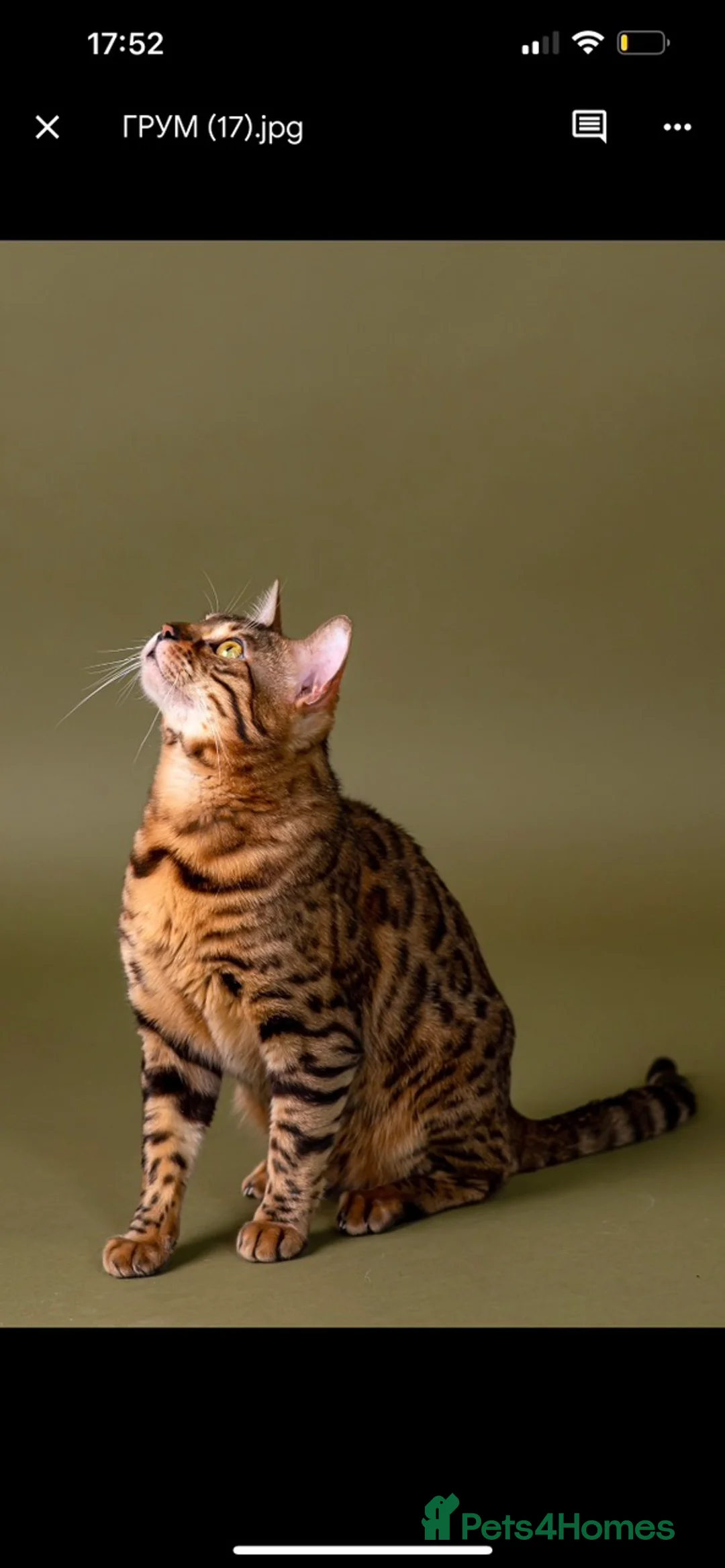 Bengal cats for stud: Stud cat Tica actives 5 generations pedigree  in Barnsley - Advert 27