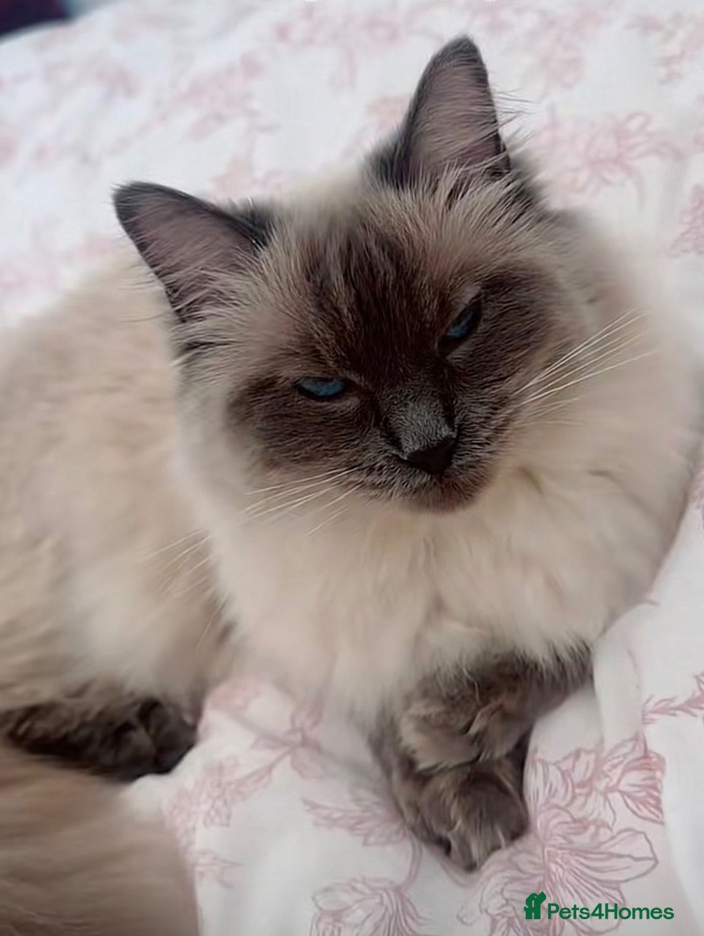 Mixed Breed cats Ragdoll longhair - Advert 1