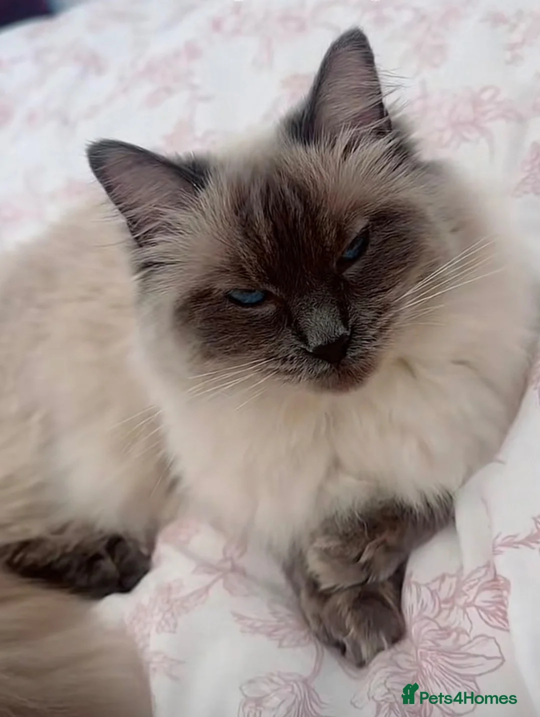 Mixed Breed cats for sale: Ragdoll longhair - Advert 1
