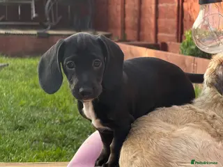 Mixed Breed dogs 1 GORGEOUS FEMALE LEFT Stunning Docker puppies - Advert 3