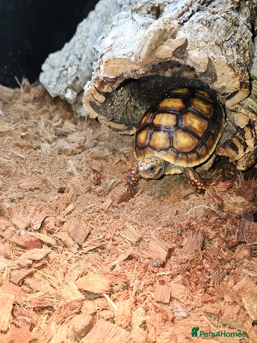 Tortoise reptiles for sale: Red Footed Tortoise for sale to a good home - Advert 2