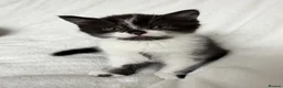 Scottish Fold cats for sale: 🤎🤍 Scottish Girls Seeking Loving Homes in London - Advert 5