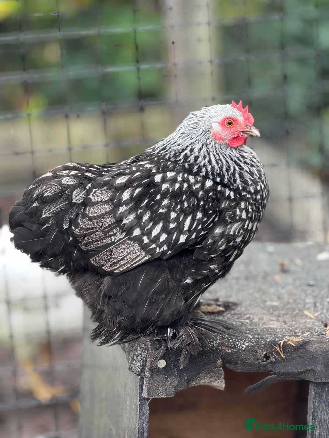 Chickens poultry for sale: Trio of Lace Wing Pekin Bantams - Image 2