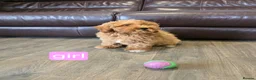Cavapoo dogs for sale: Adorable F1B Cavapoo puppies for sale  - Advert 37