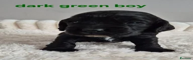 Dark Green Collar - Boy