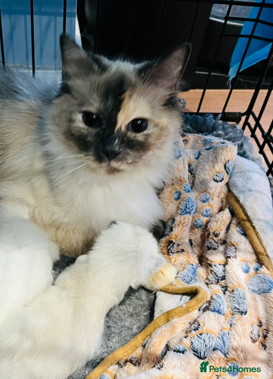 Ragdoll cats for sale: Stunning Ragdoll kittens  - Image 6