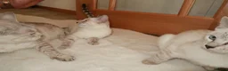 Bengal cats for sale:  snow lynx bengal kittens - Advert 5