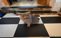 Scottish Fold cats for sale: Scottish Fold kittens for sale 3 Girls 2 Boys  - Advert 24