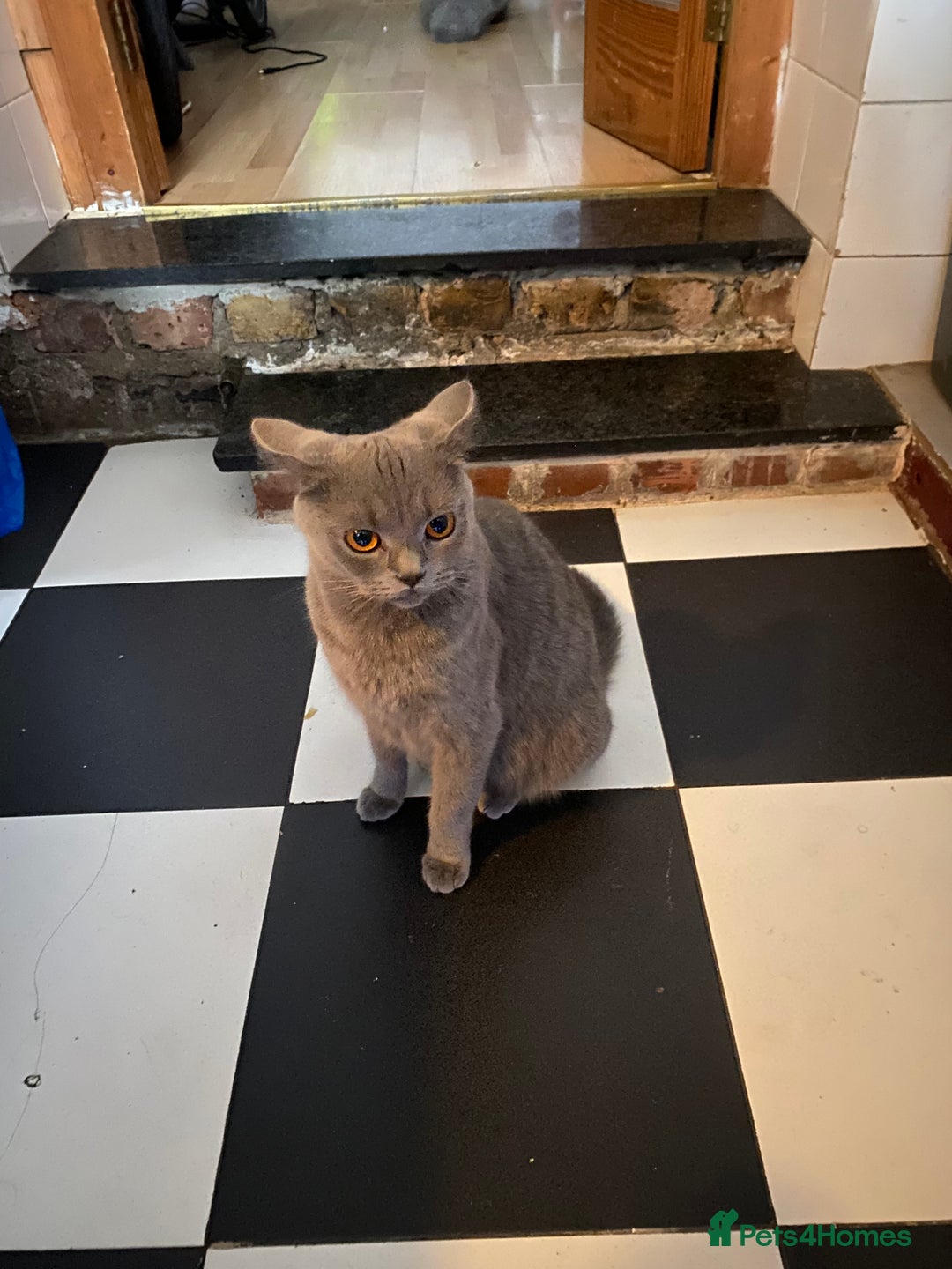 Scottish Fold cats for sale: Scottish Fold kittens for sale 3 Girls 2 Boys  - Advert 24