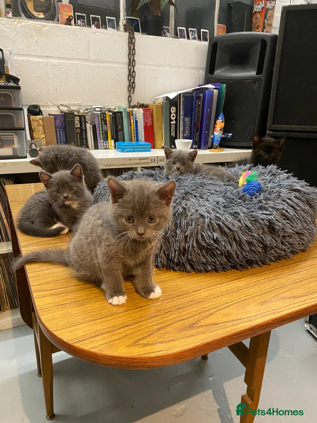 British Shorthair cats for sale: British short hair 1 Boy 5 Girls  in London - Advert 40