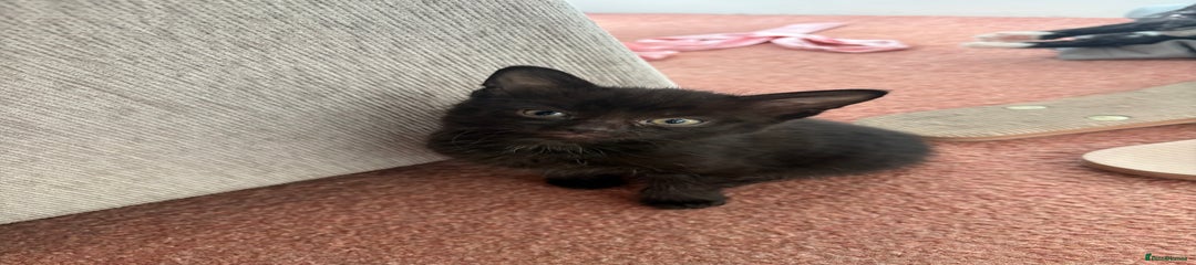 Domestic Shorthair Kitten 2