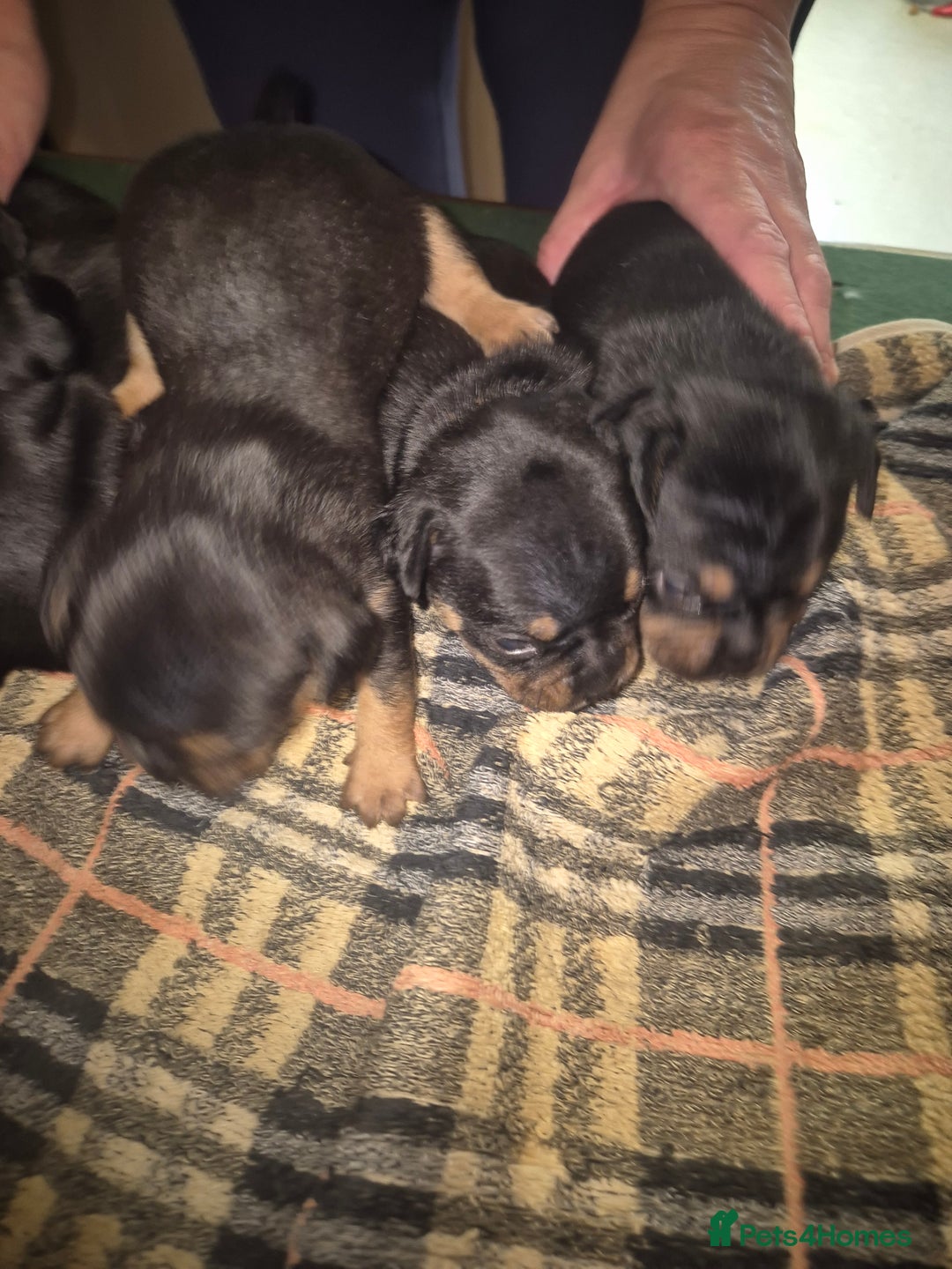 Mixed Breed dogs for sale: French bulldog x jack russell - Advert 18