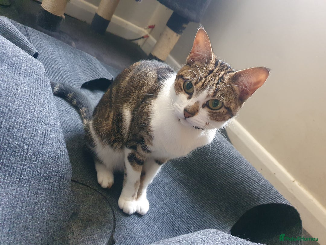 Mixed Breed cats for sale: Tabby Girl *Please Read Description* - Image 1