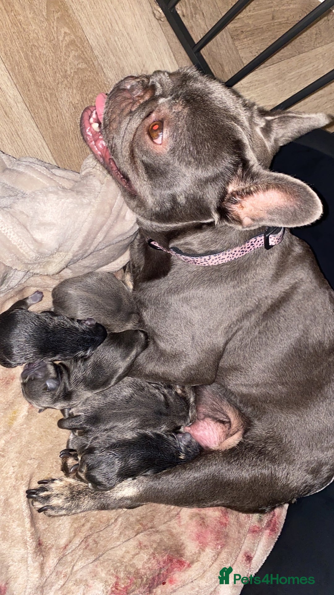 French Bulldog dogs for sale: Female French Bulldogs  - Image 10