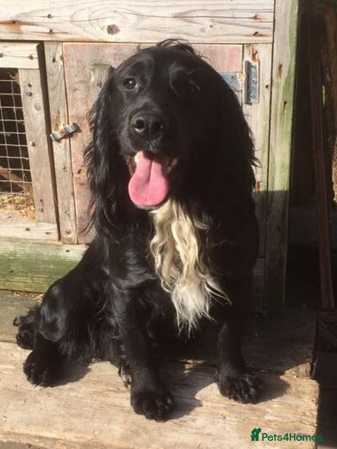 Cocker Spaniel dogs for sale: Pedigree Working Cocker Spaniel pups for sale  - Advert 8