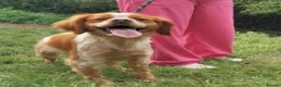 Brittany Spaniel dogs for adoption: Xirius - Advert 3