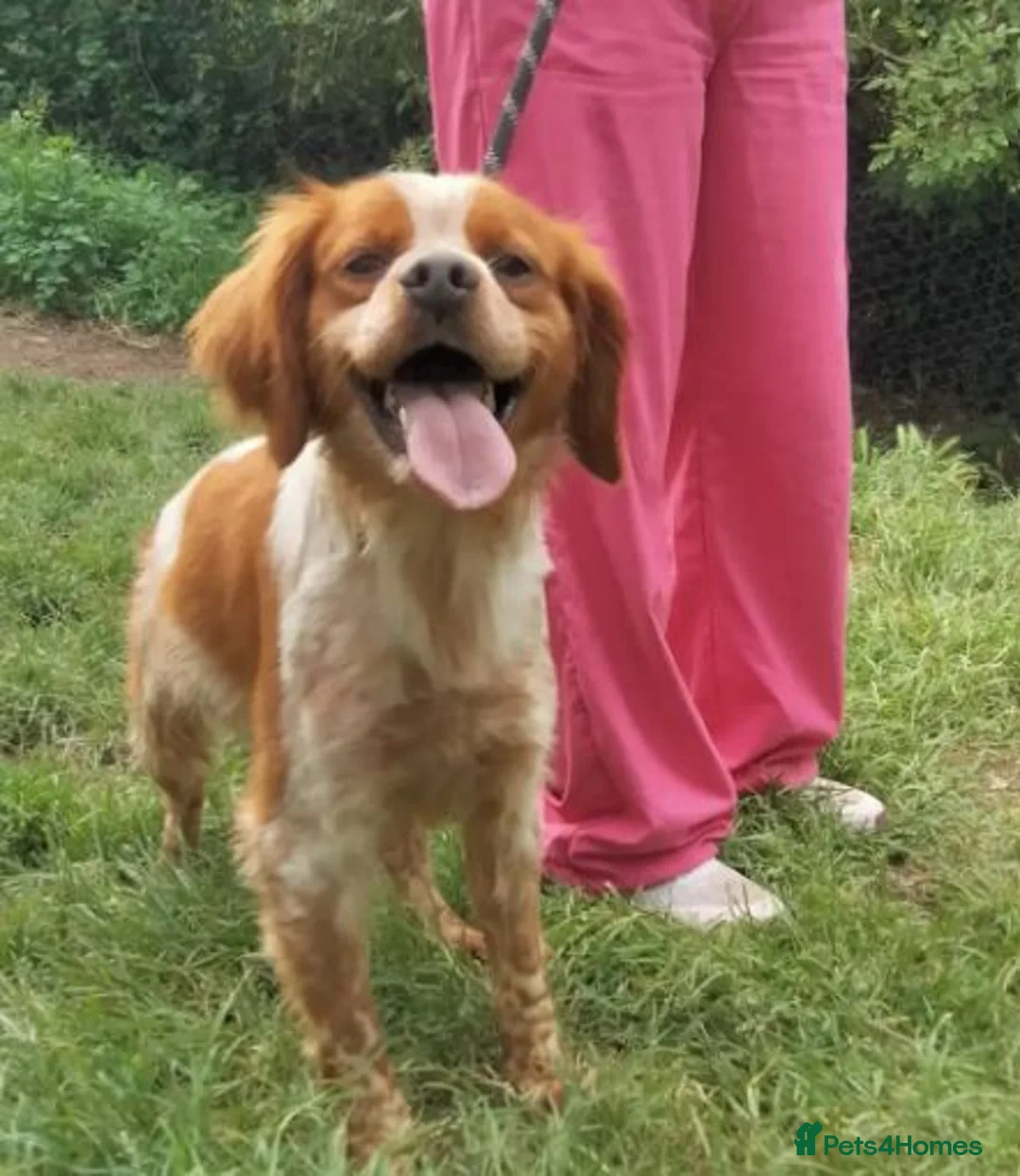 Brittany Spaniel dogs for adoption: Xirius - Advert 3
