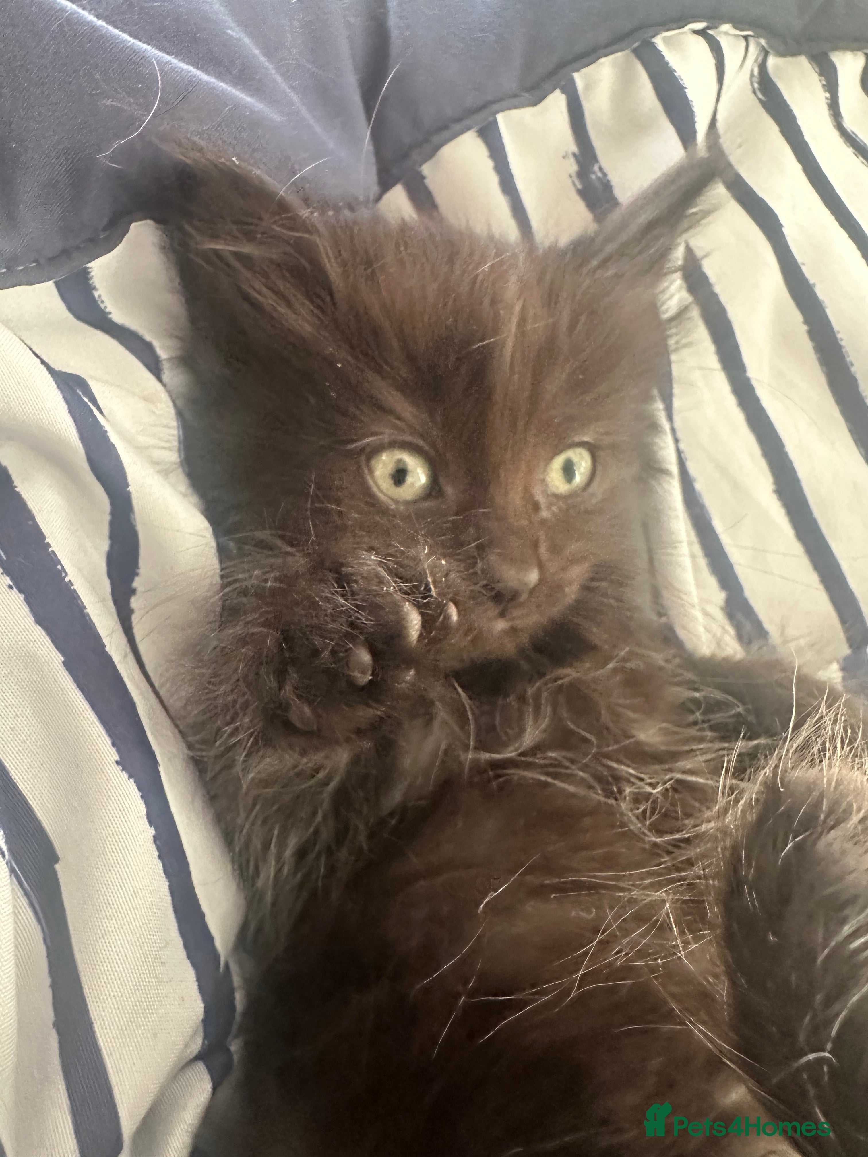 Maine Coon cats Maincoon cross ragdoll - Advert 5