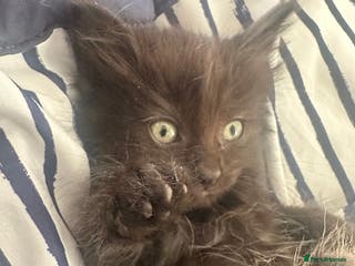 Maine Coon cats Maincoon cross ragdoll - Advert 5