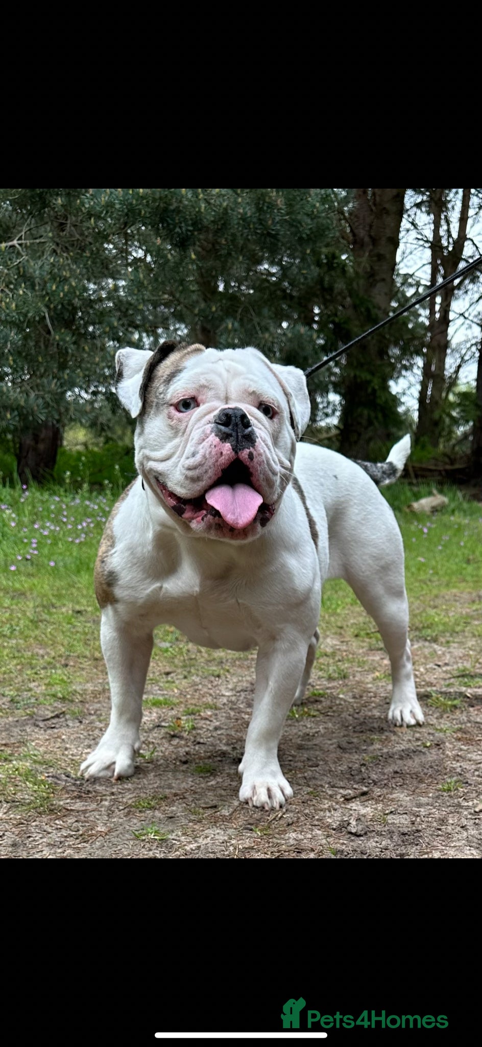English Bulldog dogs for sale: 🐾 EXCEPTIONAL OLDE ENGLISH BULLDOG PUPPIES 🐾 - Advert 28