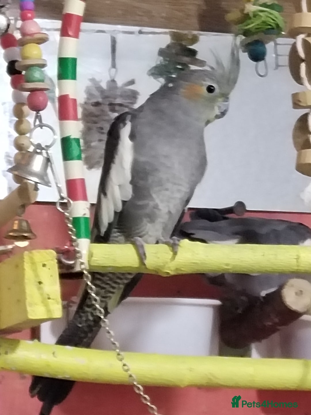 Cockatiels birds for sale: Labobo - Image 3