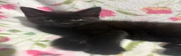 Mixed Breed cats for sale: Kittens in Burton-on-Trent - Advert 4