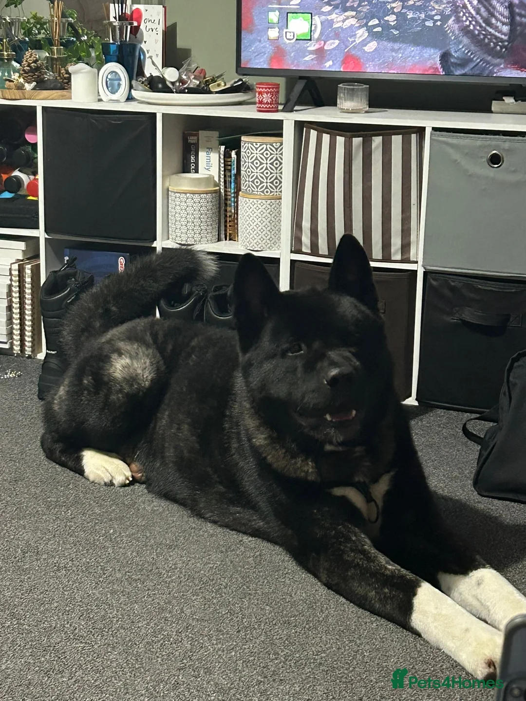 Akita dogs for stud: American Akita for stud  in Birmingham - Advert 3