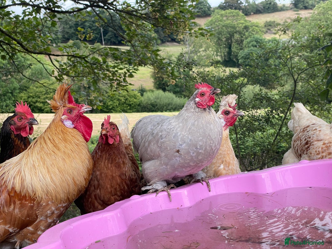 Chickens poultry for sale: Frizzle Rooster and variety of hens - Image 8