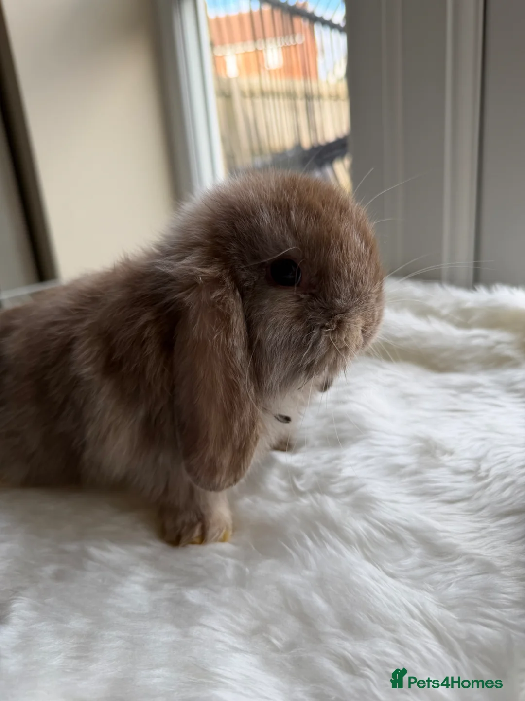 Mini Lop rabbits for sale: Adorable mini lop rabbits  - Advert 7