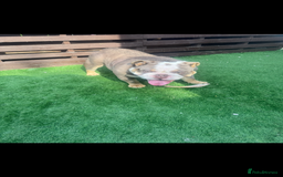 Old Tyme Bulldog dogs for sale: Old tyme English bulldog  - Image 2