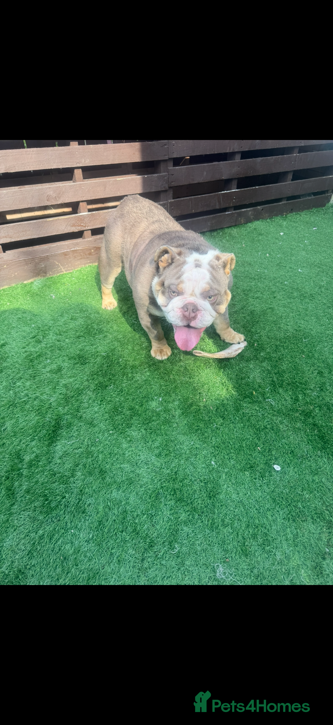 Old Tyme Bulldog dogs for sale: Old tyme English bulldog  - Image 2