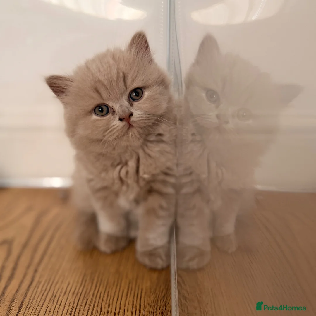 British Shorthair cats for sale: 🐾 GCCF Registered BSH / BLH Kittens 🐾 - Advert 1
