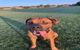 Mixed Breed dogs for sale: ❤️Loving Home Wanted for our Beloved Diego❤️ - Image 10