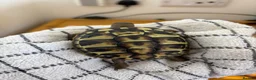 Hermann Tortoise reptiles for sale:  Herman Tortoises  in Milton Keynes - Advert 2