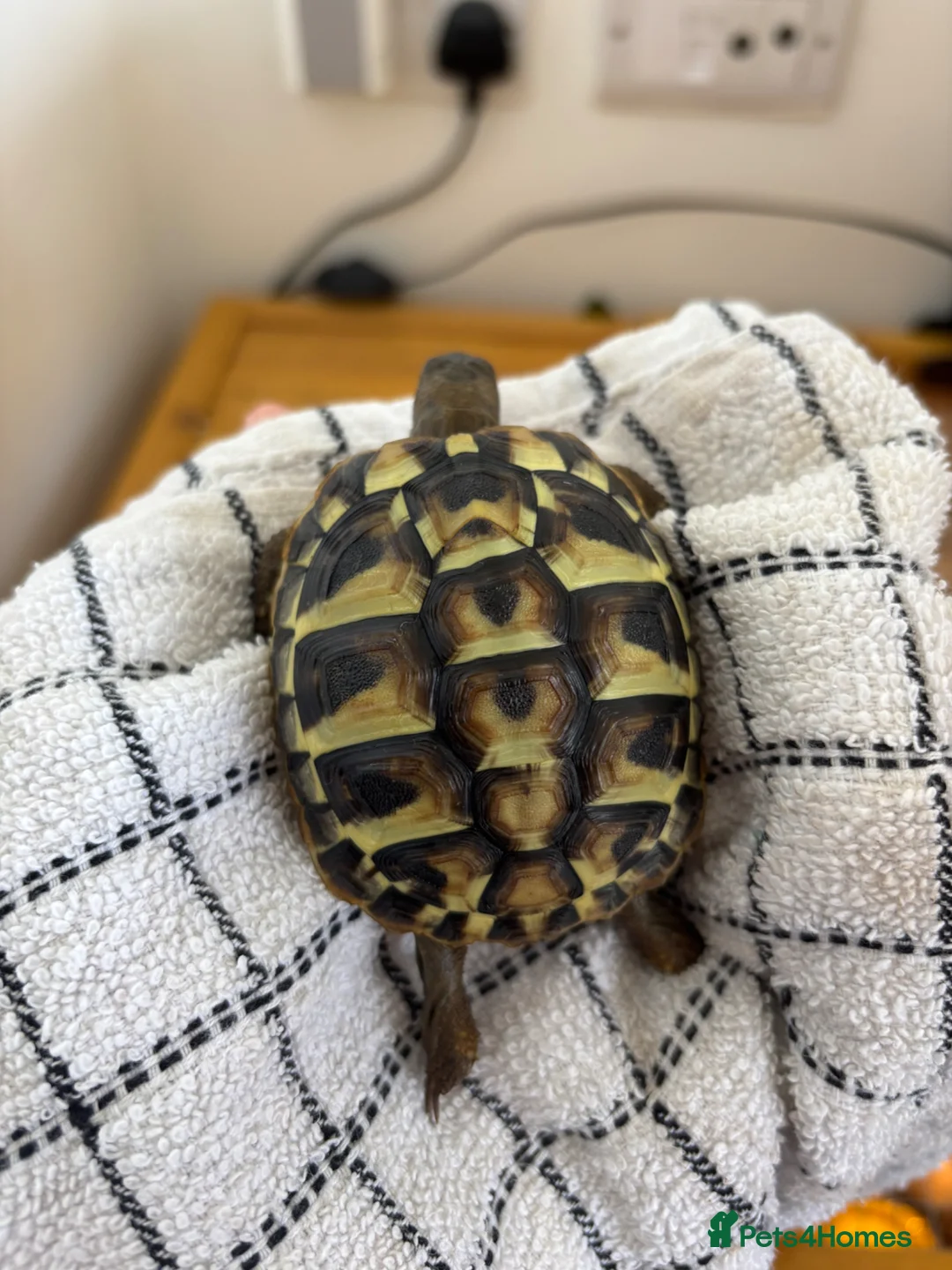 Hermann Tortoise reptiles for sale:  Herman Tortoises  in Milton Keynes - Advert 2