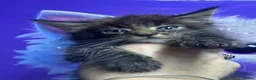 Maine Coon cats for sale: Mainecoons  - Advert 5