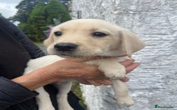 Labrador Retriever dogs for sale: KC Registered Yellow/Golden Labrador Puppies - Image 1