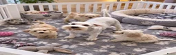 Schnoodle dogs for sale: Toy/Mini Schnoodle Puppies (Schnauzer x Poodle) - Advert 15