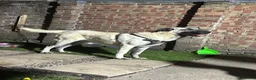 Turkish Kangal dogs for sale: KANGAL FOR SALE  in London - Advert 4