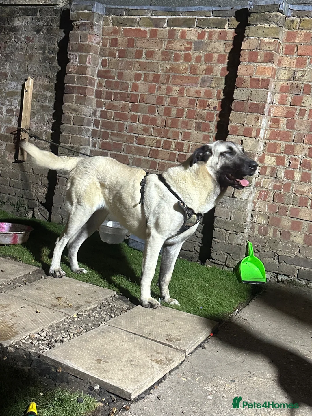 Turkish Kangal dogs for sale: KANGAL FOR SALE  in London - Advert 4