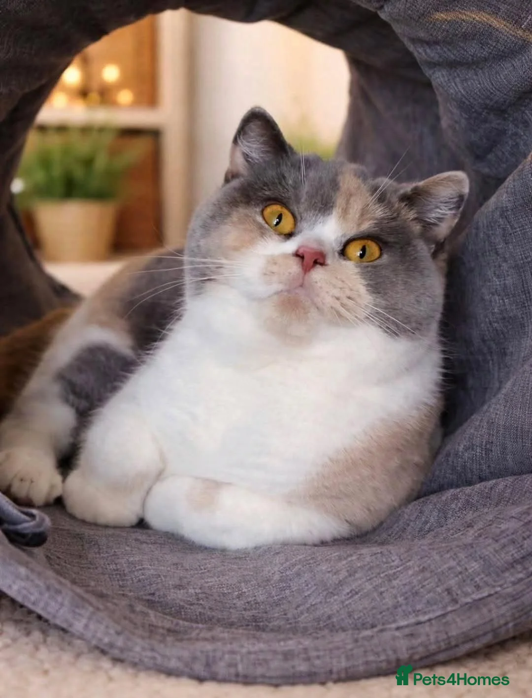 British Shorthair cats for sale: Champion British Shorthair kittens 😸  - Advert 5