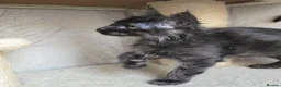 Maine Coon cats for sale: READY NOW Black Smoke Maine Coon Kitten - Advert 18