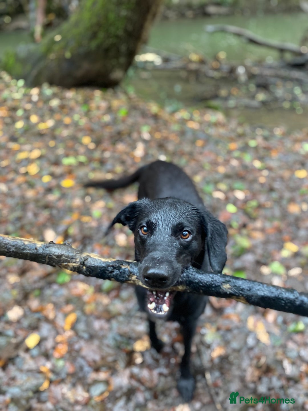 Labrador Retriever dogs for stud: Pip- Purebred Black Labrador Retriever  - Advert 2