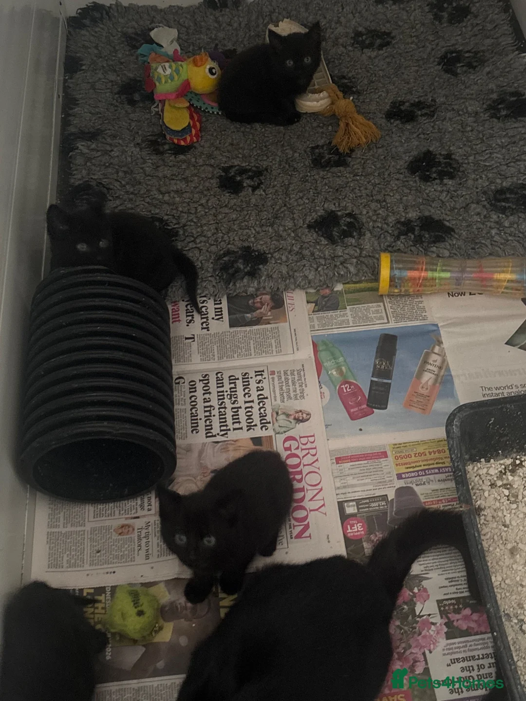 Mixed Breed cats for sale: Beautiful kittens ready to go - Advert 5