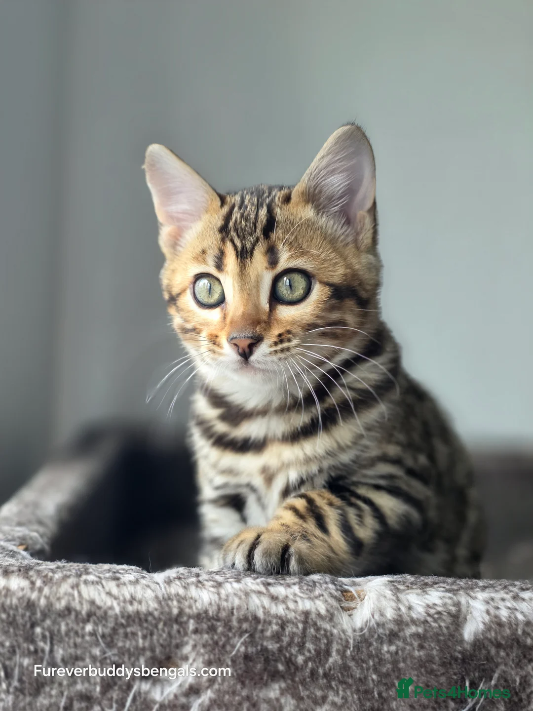 Bengal cats for sale: Gorgeous Rosetted Bengal Kittens  in Congleton - Advert 23